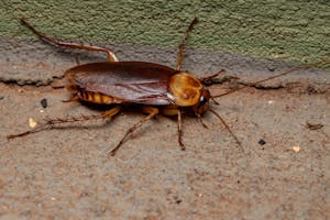 赤いゴキブリの正体は 早めの駆除と対策が重要な理由 ミツモア 赤いゴキブリの正体は 早めの駆除と対策が重要な理由 ミツモア