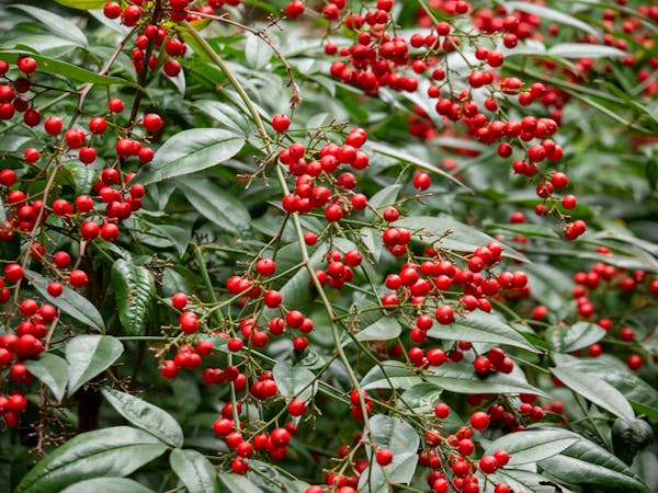 南天を剪定する時期と方法を紹介 特徴に合わせた手入れをしよう 南天を剪定する時期と方法を紹介 特徴に合わせた手入れをしよう