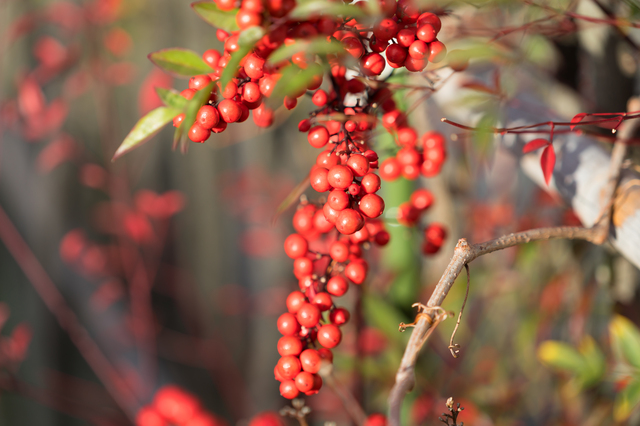 南天を剪定する時期と方法を紹介 特徴に合わせた手入れをしよう ミツモア