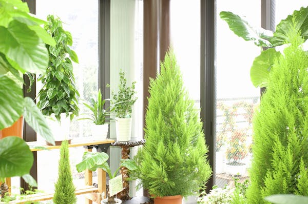 種類豊富なコニファーは庭木にピッタリ 目的別のおすすめ品種を紹介 種類豊富なコニファーは庭木にピッタリ 目的別のおすすめ品種を紹介