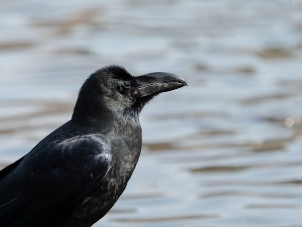 カラスはなぜ鳴く うるさい鳴き声の意味や 襲われないための知識を解説 ミツモア カラスはなぜ鳴く うるさい鳴き声の意味や 襲われないための知識を解説 ミツモア