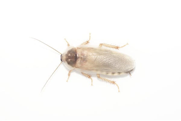 ゴキブリの種類と生態を紹介 繁殖時期や侵入経路から対策を練ろう ミツモア ゴキブリの種類と生態を紹介 繁殖時期や侵入経路から対策を練ろう ミツモア