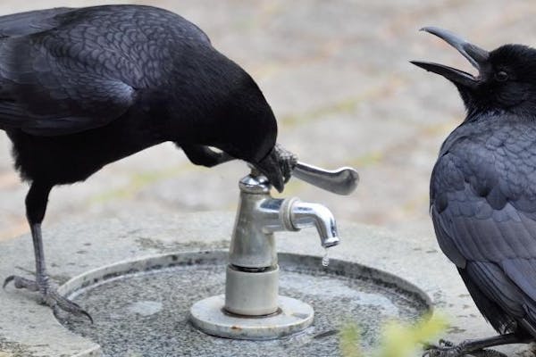カラスを撃退するには 効果的な方法とおすすめグッズを紹介 カラスを撃退するには 効果的な方法とおすすめグッズを紹介