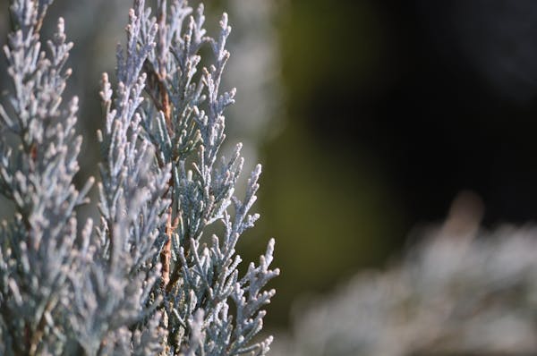 種類豊富なコニファーは庭木にピッタリ 目的別のおすすめ品種を紹介 ミツモア 種類豊富なコニファーは庭木にピッタリ 目的別のおすすめ品種を紹介 ミツモア