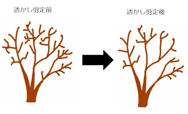 キンモクセイ 金木犀 はいつ剪定する 正しい方法や注意点を解説 ミツモア キンモクセイ 金木犀 はいつ剪定する 正しい方法や注意点を解説 ミツモア