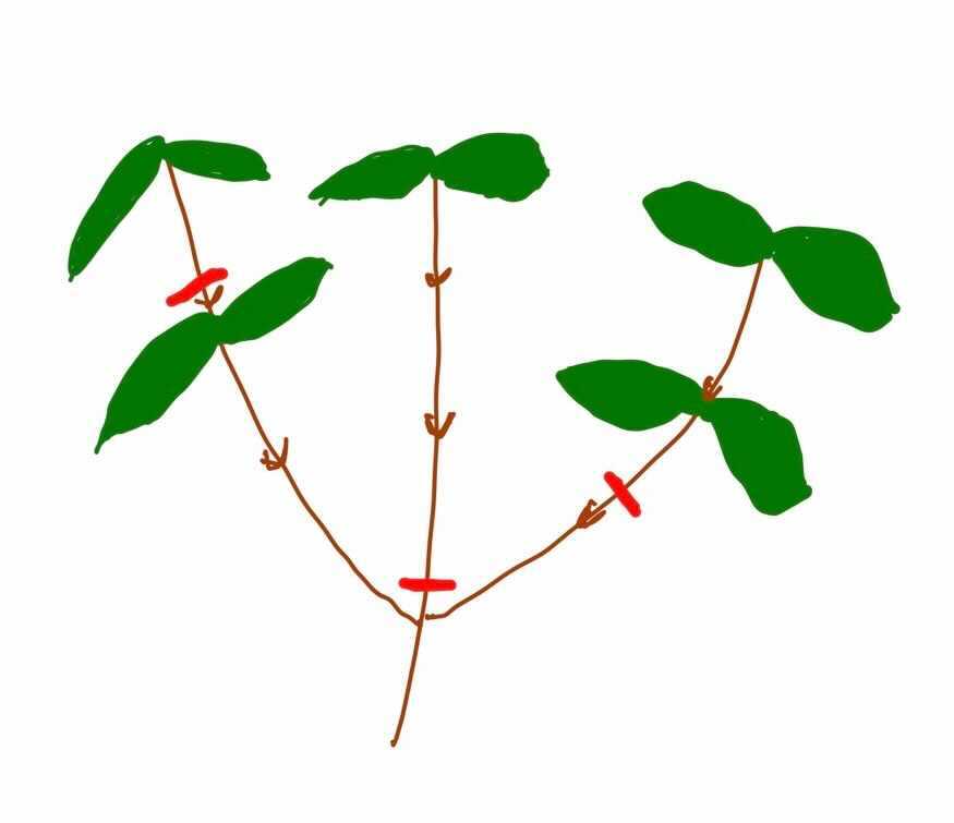 キンモクセイ 金木犀 の剪定時期はいつ 正しい方法やコツも解説