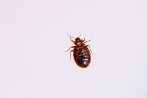 赤ちゃんがダニに刺されたときの対処法 症状の見分け方と今後の対策 ミツモア 赤ちゃんがダニに刺されたときの対処法 症状の見分け方と今後の対策 ミツモア