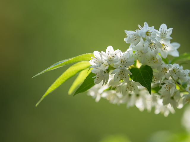 ウツギの剪定方法を解説 剪定時期と栽培のポイントを確認しよう ミツモア