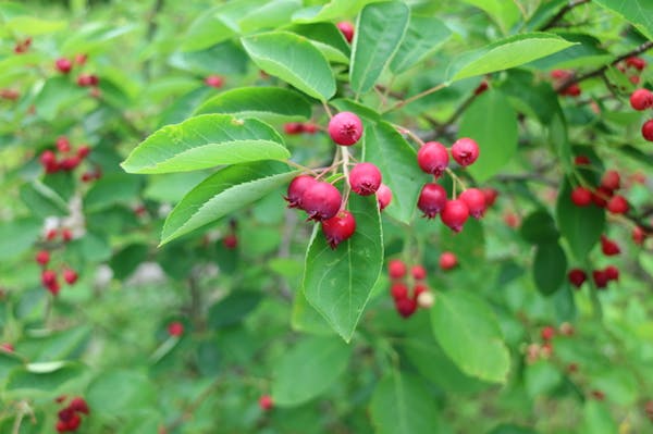 ジューンベリーを剪定しよう 剪定時期と切る枝の見分け方を解説 ミツモア ジューンベリーを剪定しよう 剪定時期と切る枝の見分け方を解説 ミツモア