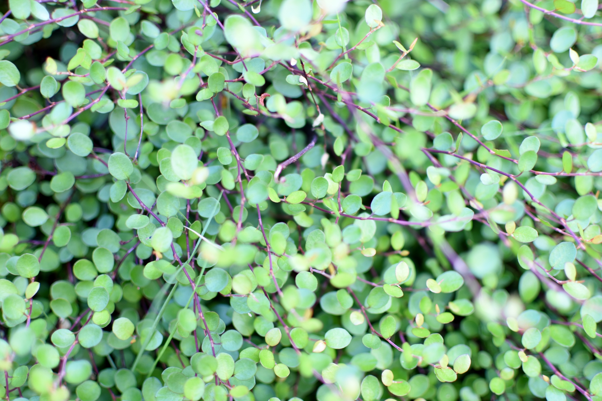 グランドカバーにおすすめの植物16選！植えてはいけない植物も紹介