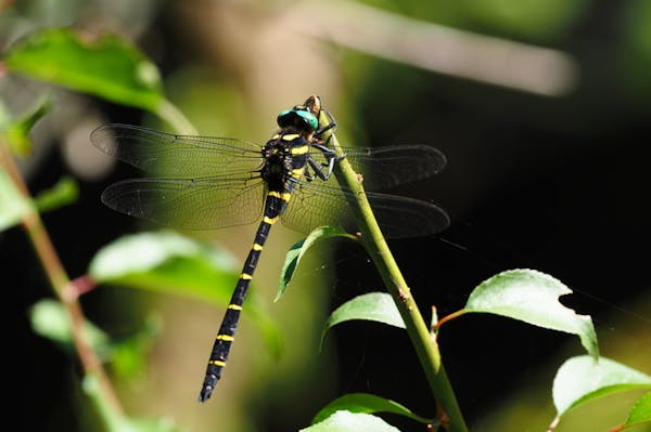 オニヤンマはスズメバチの天敵 天敵を利用して駆除できるかを解説 ミツモア オニヤンマはスズメバチの天敵 天敵を利用して駆除できるかを解説 ミツモア