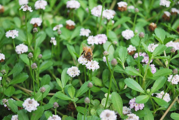 グランドカバーとは 目的別のおすすめ植物を紹介 ミツモア グランドカバーとは 目的別のおすすめ植物を紹介 ミツモア