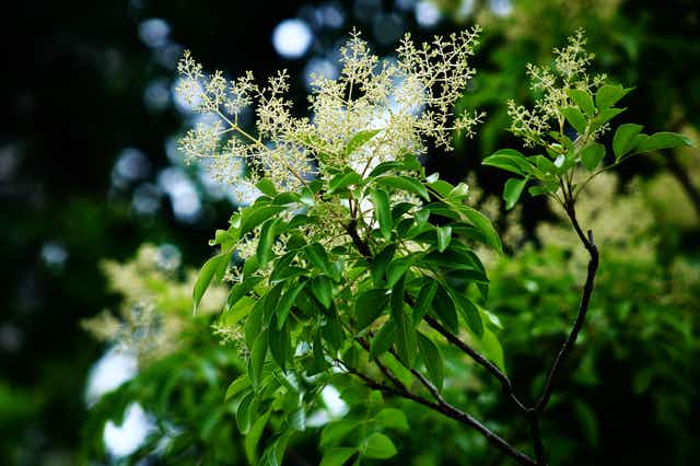 シマトネリコが枯れる原因とは 枯れないように育てる方法とポイント シマトネリコが枯れる原因とは 枯れないように育てる方法とポイント