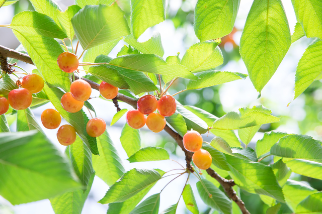さくらんぼの木を剪定しよう 剪定時期 方法 必要なものとは ミツモア