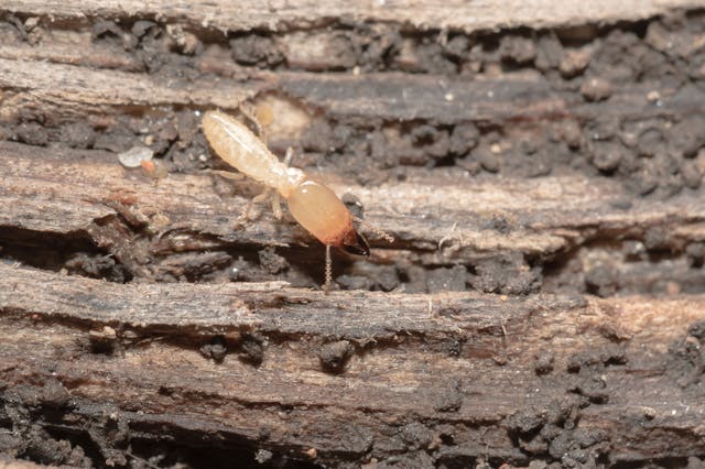 新築でもシロアリは発生する 新築だからできる予防法と駆除方法 ミツモア