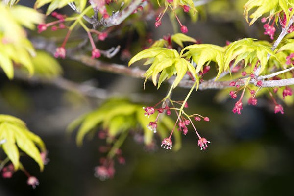 イロハモミジの花