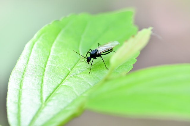 羽虫はどんな虫？危害を及ぼす羽虫の種類や駆除方法・対策を解説