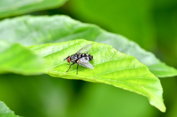 ハエ対策をしよう 発生原因と駆除方法 寄せ付けないためのポイント ミツモア ハエ対策をしよう 発生原因と駆除方法 寄せ付けないためのポイント ミツモア
