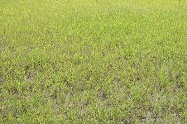 畑の雑草を処理する方法 根から抜くのがngな理由とは ミツモア 畑の雑草を処理する方法 根から抜くのがngな理由とは ミツモア