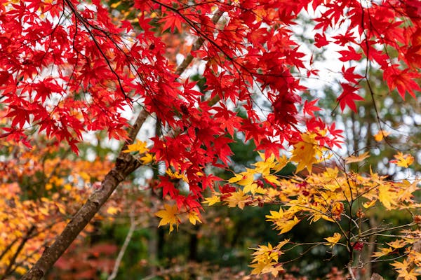 紅葉したモミジ