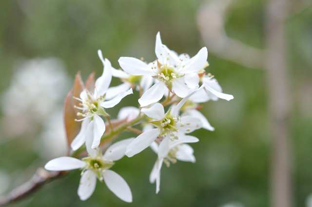 ジューンベリーを剪定しよう 剪定時期と切る枝の見分け方を解説 ミツモア