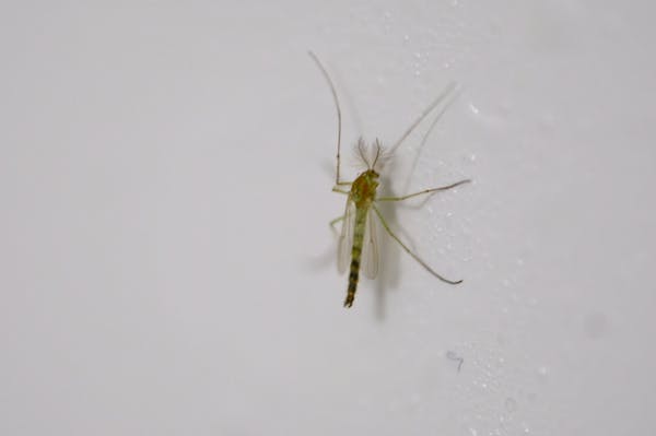 羽虫って具体的にどんな虫 見つけたら注意が必要な羽虫の種類 羽虫って具体的にどんな虫 見つけたら注意が必要な羽虫の種類