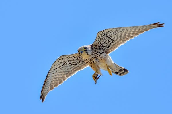 カラスの天敵はなに カラスが苦手な猛禽類を使った撃退方法 カラスの天敵はなに カラスが苦手な猛禽類を使った撃退方法