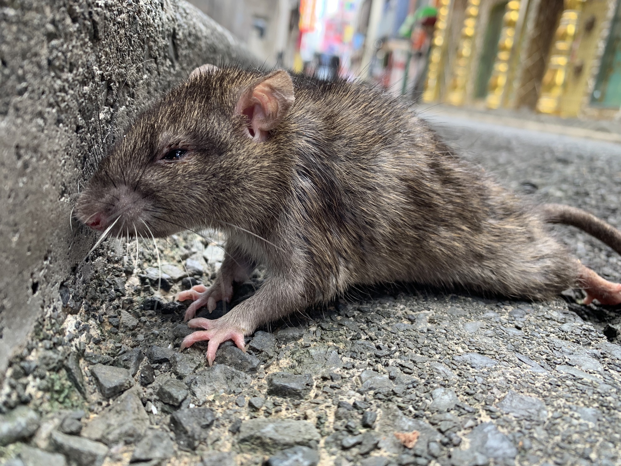 簡単 ネズミの駆除 撃退方法4選 自分でできる効果的な対策を紹介 ミツモア