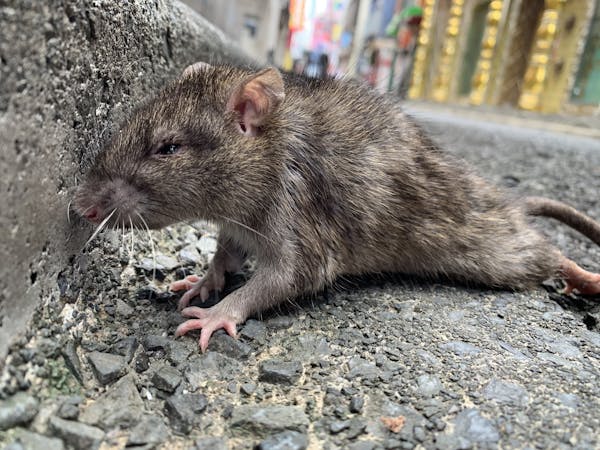 簡単 ネズミの駆除 撃退方法4選 自分でできる効果的な対策を紹介 ミツモア 簡単 ネズミの駆除 撃退方法4選 自分でできる効果的な対策を紹介 ミツモア