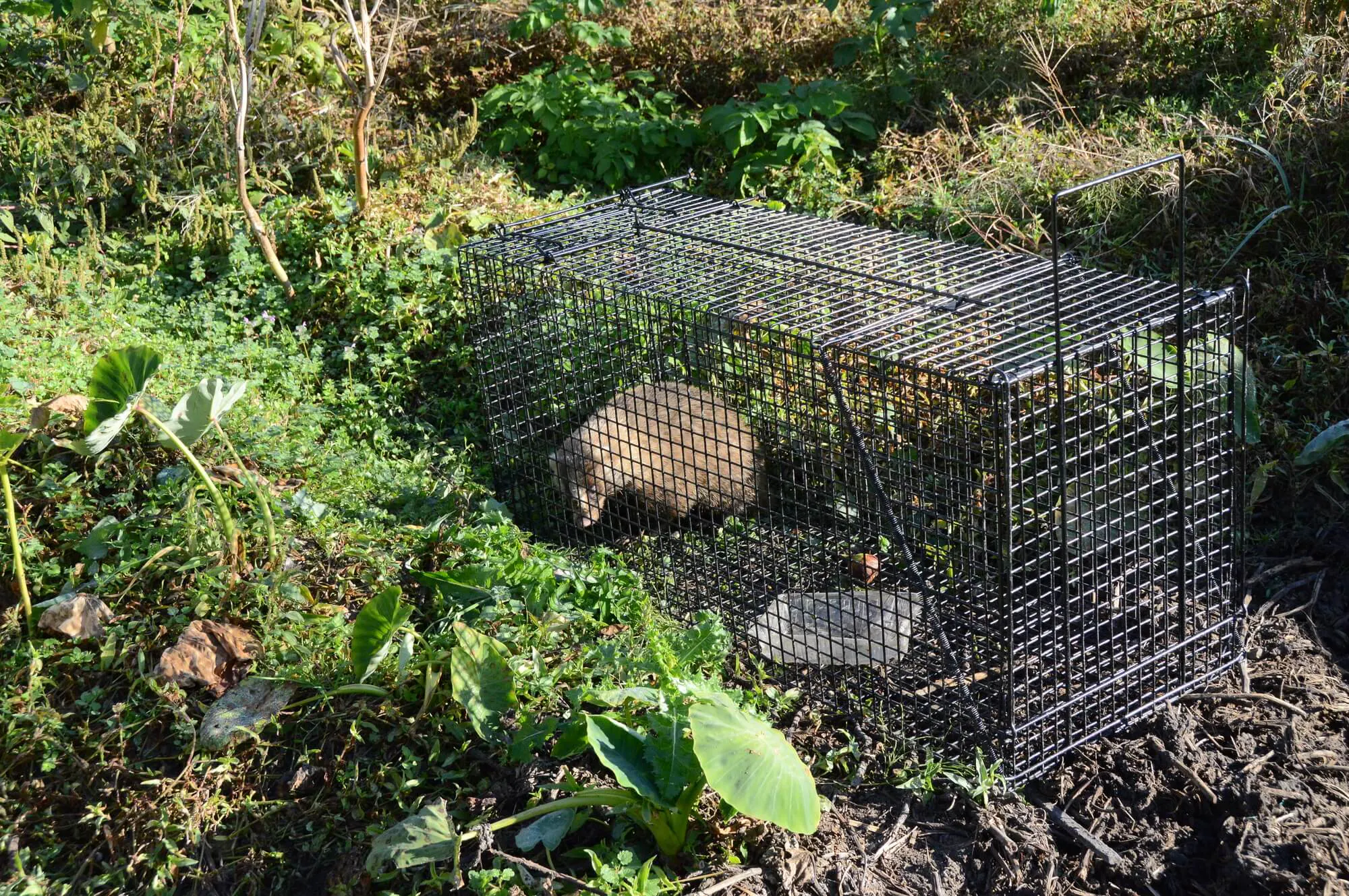 害獣駆除業者の選び方 6つの比較項目 悪徳業者 おすすめ業者を見抜くコツも解説 ミツモア 害獣駆除業者の選び方 6つの比較項目 悪徳業者 おすすめ業者を見抜くコツも解説 ミツモア
