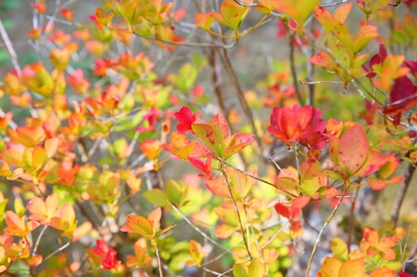 紅葉したドウダンツツジ