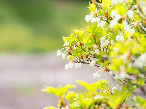 ドウダンツツジの剪定は時期が重要 景観を美しく保つ剪定方法とは ミツモア ドウダンツツジの剪定は時期が重要 景観を美しく保つ剪定方法とは ミツモア