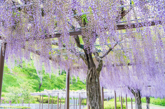 藤の剪定はいつ頃 時期ごとの剪定方法と剪定のポイントを紹介します ミツモア