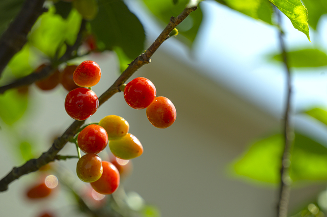 さくらんぼの木を剪定しよう 剪定時期 方法 必要なものとは ミツモア