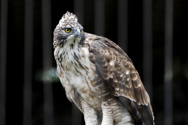 カラスの天敵はなに カラスが苦手な猛禽類を使った撃退方法 ミツモア カラスの天敵はなに カラスが苦手な猛禽類を使った撃退方法 ミツモア