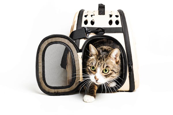 猫と引っ越しするならストレスに注意 連れていく方法や 新居に慣れてもらうためのポイントは ミツモア 猫と引っ越しするならストレスに注意 連れていく方法や 新居に慣れてもらうためのポイントは ミツモア