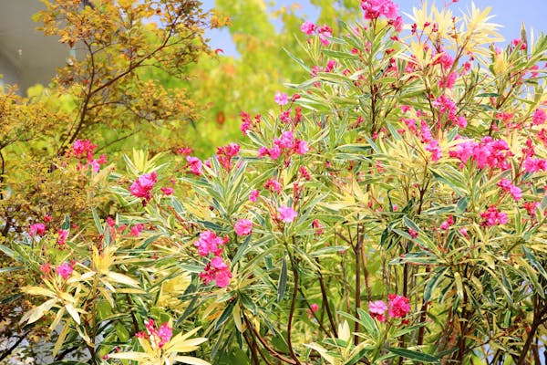 キョウチクトウの花