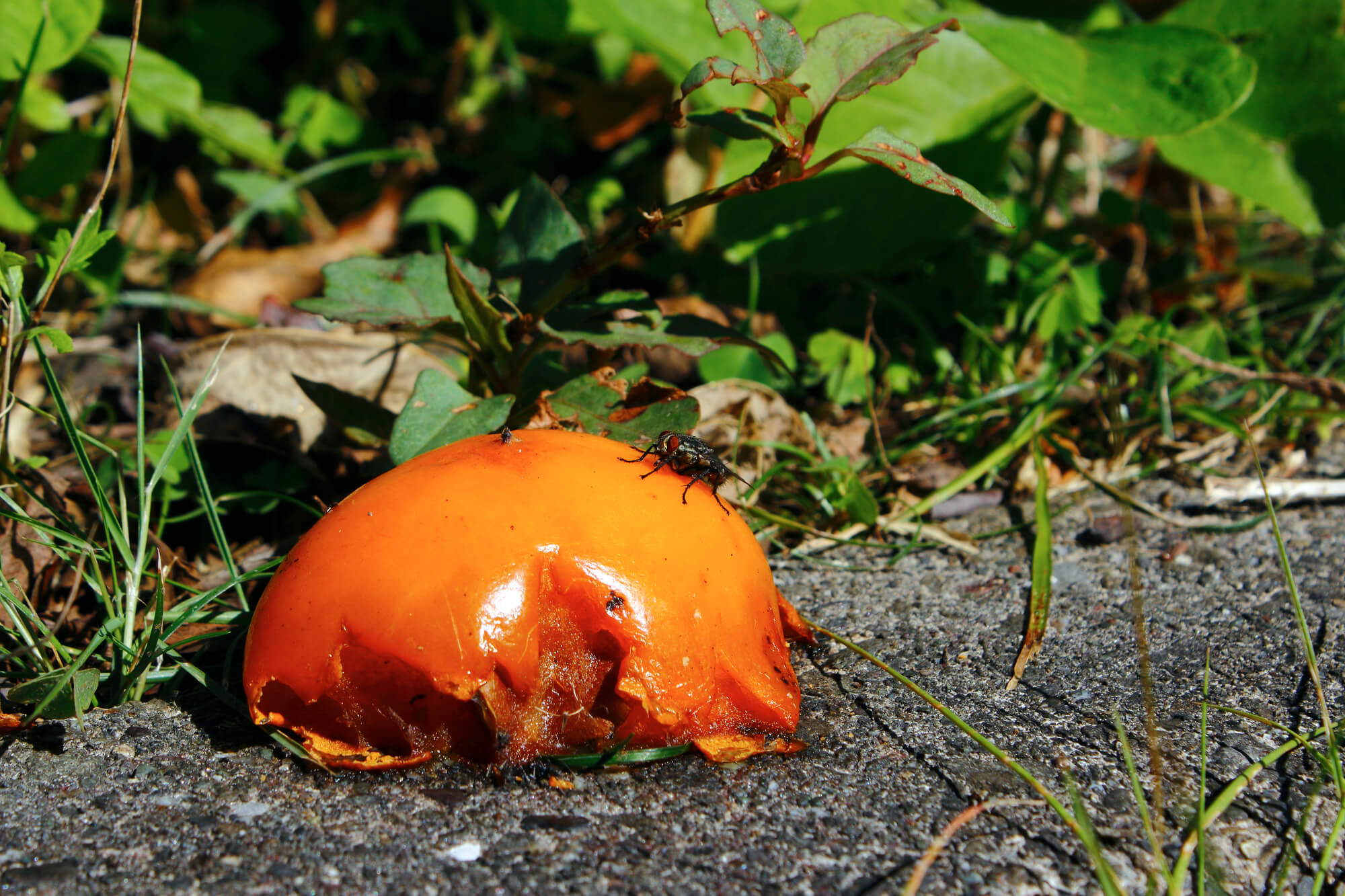 柿の木の剪定方法とは 剪定する時期 実がならないときのお手入れ方法など解説 ミツモア