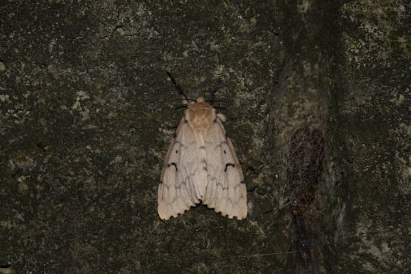 自分でできるマイマイガの駆除方法 幼虫 成虫を安全に退治する殺虫剤の使い方 自分でできるマイマイガの駆除方法 幼虫 成虫を安全に退治する殺虫剤の使い方