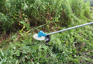 オオアワガエリは夏秋の花粉症の原因かも 基本知識と対策を解説 ミツモア オオアワガエリは夏秋の花粉症の原因かも 基本知識と対策を解説 ミツモア