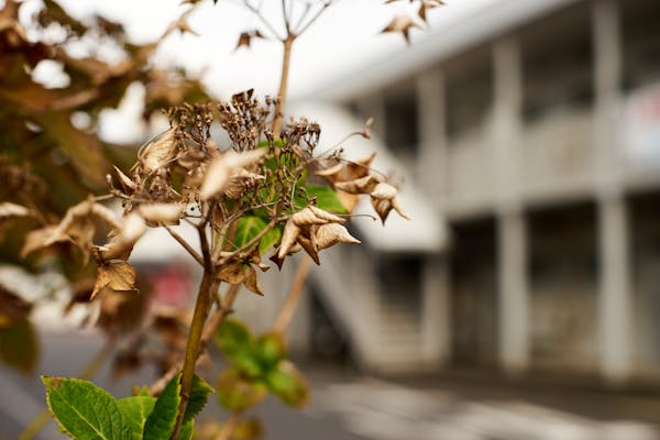 冬のアジサイの手入れ方法 剪定や植え替えの時期も併せて解説 冬のアジサイの手入れ方法 剪定や植え替えの時期も併せて解説