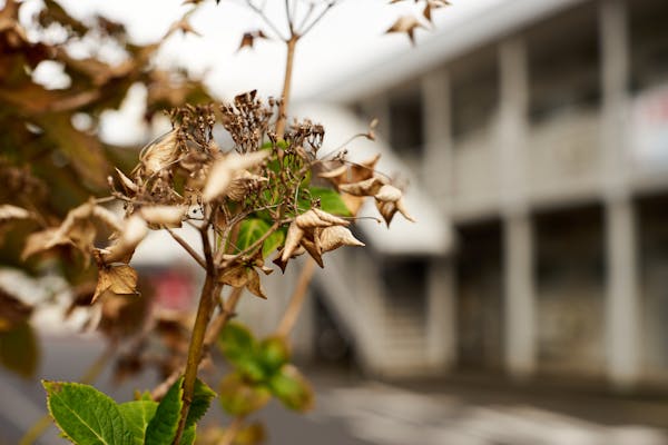 冬のアジサイの手入れ方法 剪定や植え替えの時期も併せて解説 ミツモア