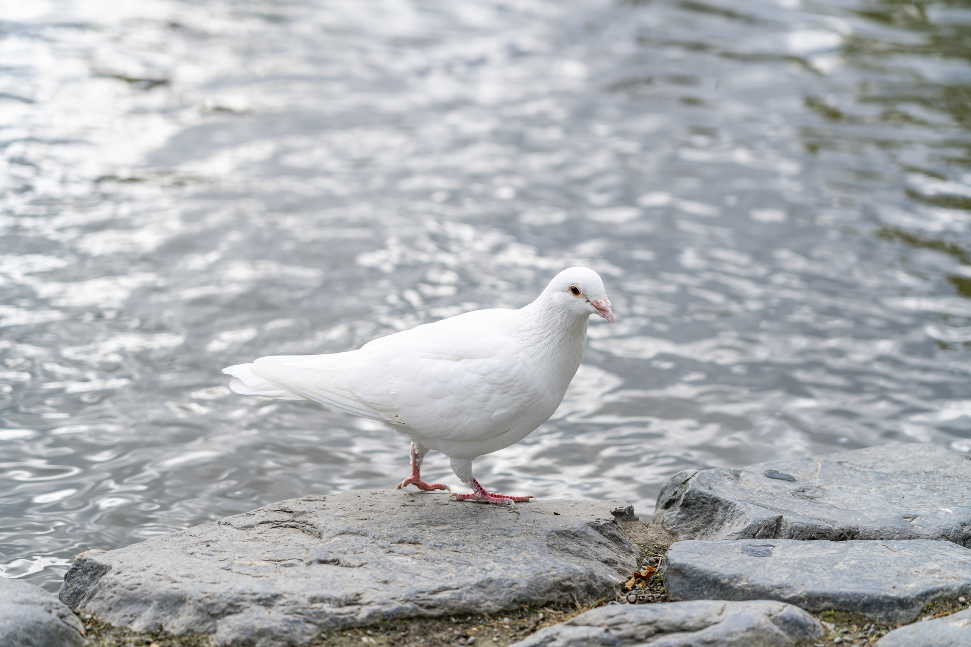 白い鳩は普通の鳩と何が違う 飼う方法や被害への対策を紹介