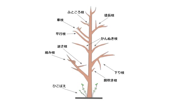 カポック シェフレラ の剪定方法 切る位置や最適な時期は 育て方 手入れ方法も徹底解説 ミツモア カポック シェフレラ の剪定方法 切る位置や最適な時期は 育て方 手入れ方法も徹底解説 ミツモア