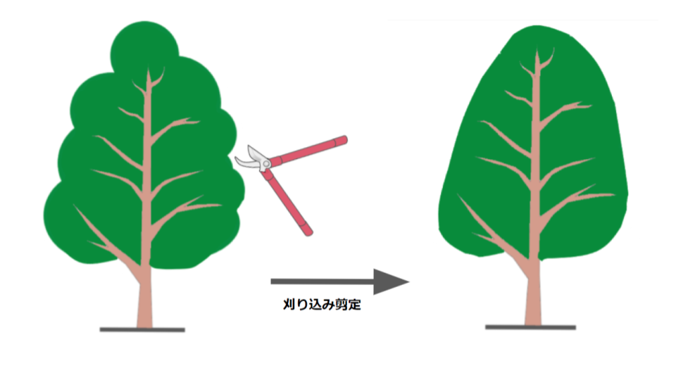 キンモクセイ 金木犀 の剪定時期はいつ 正しい方法やコツも解説
