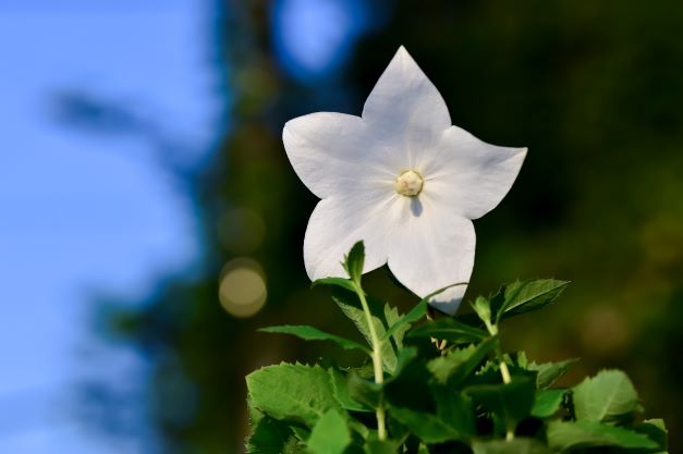 キキョウ 桔梗 の花を育ててみよう 育て方や栽培時のポイントも解説