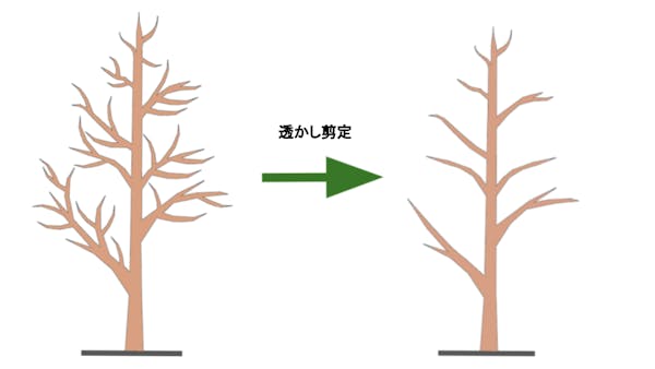 さくらんぼの木を剪定しよう 剪定時期 方法 必要なものとは ミツモア さくらんぼの木を剪定しよう 剪定時期 方法 必要なものとは ミツモア