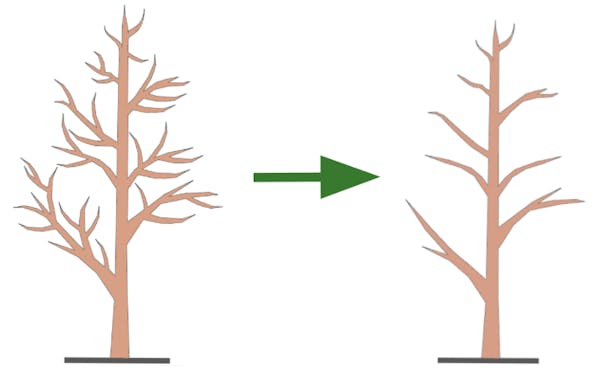 びわの失敗しない育て方 植え付け方や剪定時期について解説 びわの失敗しない育て方 植え付け方や剪定時期について解説