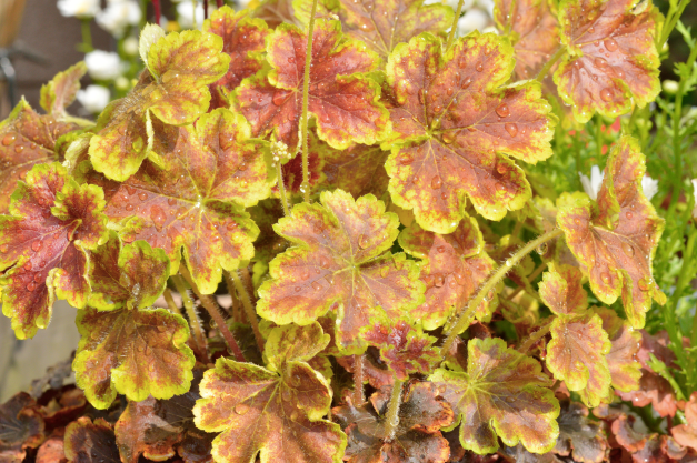 ヒューケラってどんな植物 人気の種類や育て方 楽しみ方も紹介