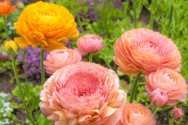 春を呼ぶラナンキュラスを鉢植えで育てよう 栽培環境とポイント ミツモア